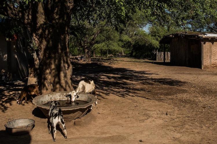 cria de cabras santiagodelestero