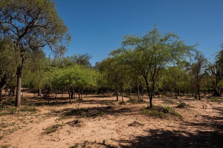 monte nativo santiagodelestero