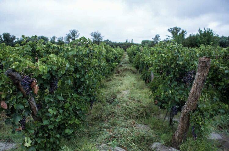 Vinedos en Medanitos
