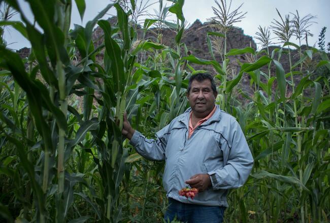 Fiambala plantacion